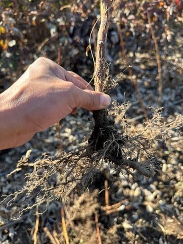 malina.kg продажа малины оптом в бишкеке новопокровка фото: Саженцы малины (ремонтантная, крупноплодная) сорт МАРАВИЛЛА — 4