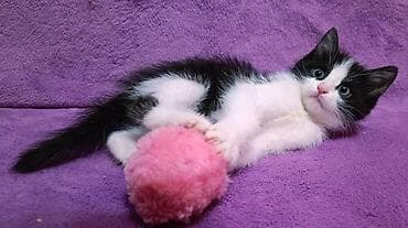 маленькие котята даром: БЕСПЛАТНО! Котята 1,5 месяца, черно-белые мальчики и девочка пантера — 7