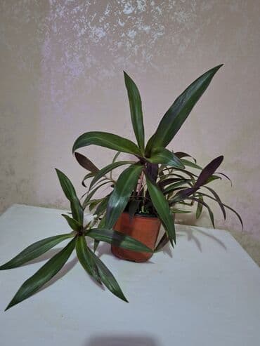 Сингониум мохито, 300 сом, три взрослых растения Пальма панданус at lalafo.kg Сингониум мохито, 300 сом, три взрослых растения Пальма панданус