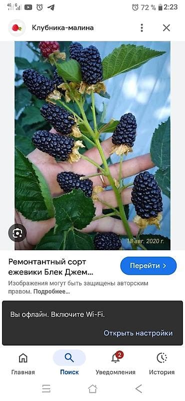 Ежевика ремонтантная Блэк Джем (Black Gem) — сорт с крупными