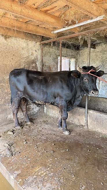 kyrgyz sigish: Продаю | Бык (самец) | На откорм | Привязанные — 1