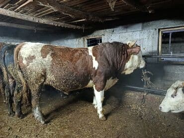 быки телки: Продаю | Бык (самец) | Швицкая, Симментальская | На откорм | Осеменитель, Искусственник — 7