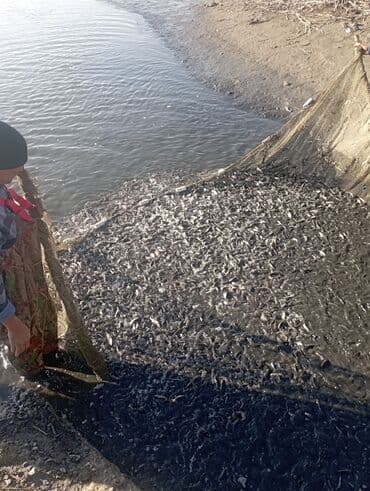 аквариум jebo: Малек Толстолобик Карп Амур принимаем заказы есть машина с бочкой — 3