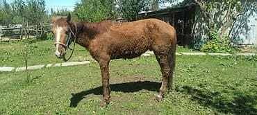 орловская лошадь: Продаю | Жеребенок | Дончак | Для разведения — 4