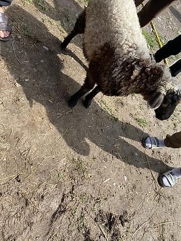 кролик цена: Продаю | Овца (самка) | Для разведения | Ярка — 1