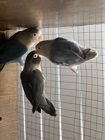 Продаю неразлучник