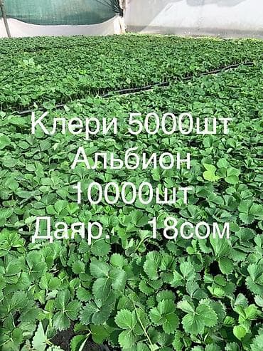 голандские розы: Клери Альбион кочоттор даяр. Кочот рассада клубника фриго касета — 1