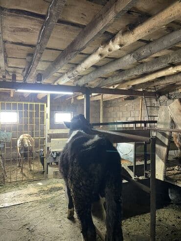 стелные коровы: Продаю | Бык (самец) | Голштин | На откорм, Для разведения — 5