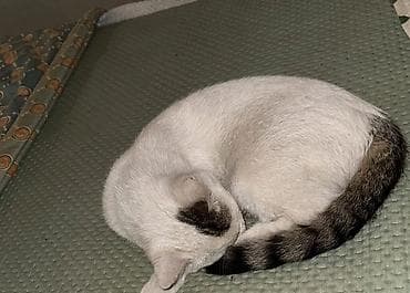 купить камышового кота: Ласковые домашние кошки — идеальные компаньоны для дома. - Окрас — 3