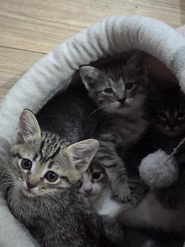 Котята – домашние, ласковые, активные. Мама метиска, папа русская — 5