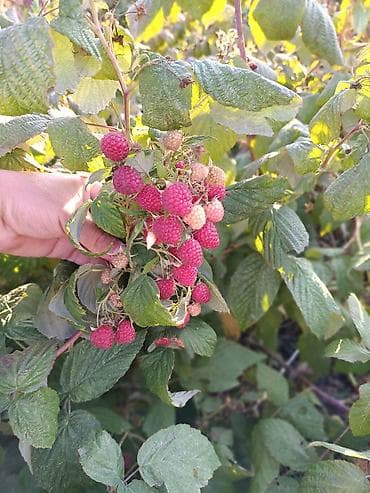 Малина Оптом at lalafo.kg Малина Оптом