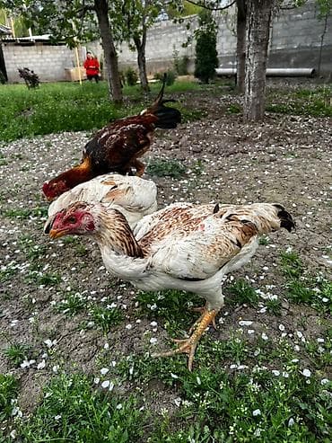 селекци: Продаю | Петух | Бойцовая | Для разведения — 10