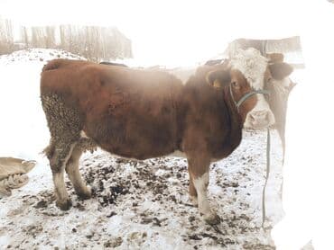 Кошки: Продаю | Корова (самка) | Монбельярд | На откорм, На забой, Для разведения | Племенные, Осеменитель, Искусственник — 2