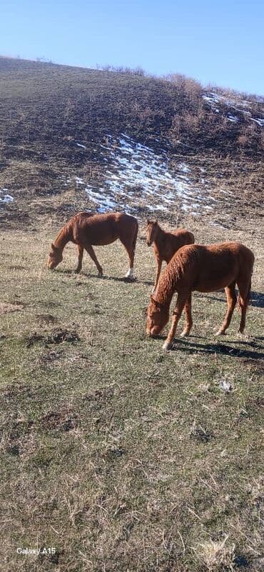 продажа кормов для сельскохозяйственных животных: Продаю | Кобыла (самка) | Для разведения — 2