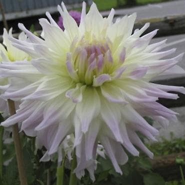 черный брама: Самовывоз — 1