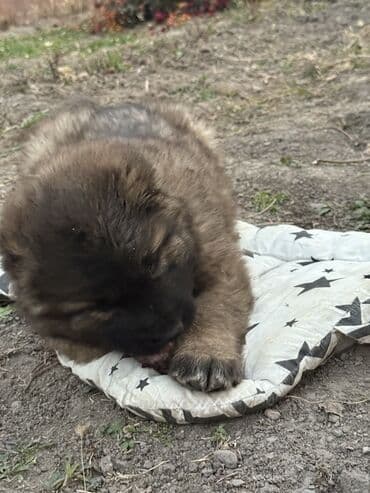 немецкая овчарка каракол: Щенки Кавказкой овчарки.больше месяца. Прививка еще не сделано — 6