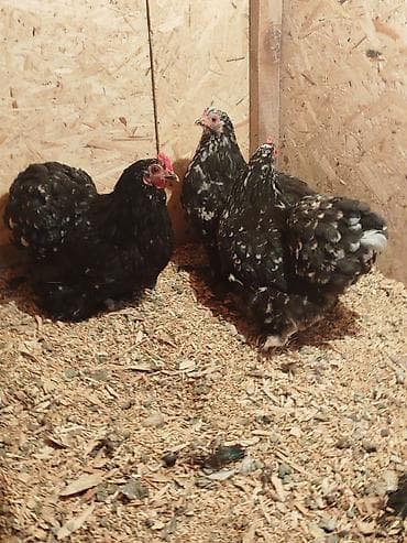 внешние фильтры для аквариума: Карлик тооктор сатылат 3 штук бар алмашу жолдору бар жемге жугоруго — 7