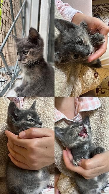 Отдам даром кошку: Кошка даром: Беспородная, 2 месяца, Девочка — 4