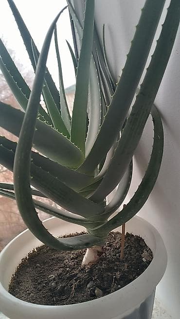 продаю аквариум: Алоэ вера 100%,в пластиковом горшке.возраст 7 лет,100% - Крупное — 2