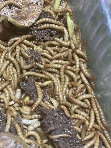 авган кой: Живой корм — мучной червь Описание: - Крупный активный червь — 2