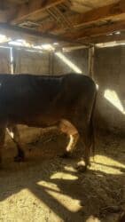 продам бу оборудование для птицефабрики: Продаю | Корова (самка) | Полукровка | Для разведения | Привязанные — 3