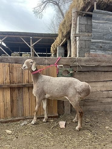 срочно продаю корову: Продаю | Овца (самка) | Эдильбаевская | На забой | Матка — 1