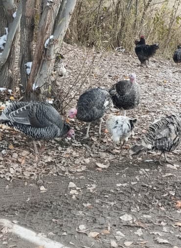Продаю | Индюшка (самка) | Для разведения | Племенные