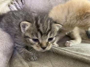 отдам даром котенка бишкек: Кошка даром: Беспородная, 1 месяц, Мальчик — 3