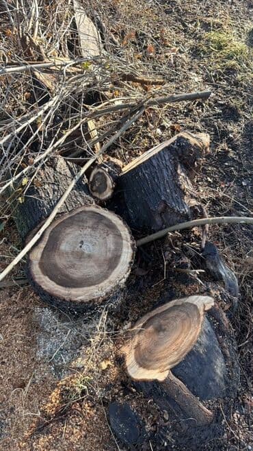 двер бишкек: Отун Карагач — 11