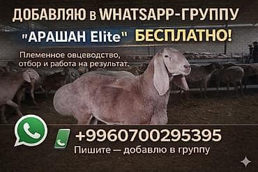 кой базар: Продаю | Овца (самка), Ягненок, Баран (самец) — 5