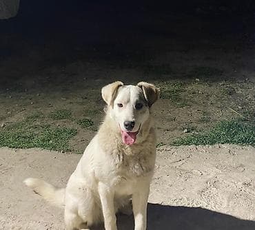 хаски бишкек: Собака даром: Дворняжка, 9 месяцев, Самец, С прививкой — 1