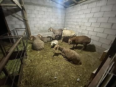туки сена: Продаю | Овца (самка), Ягненок | Для разведения | Матка — 3