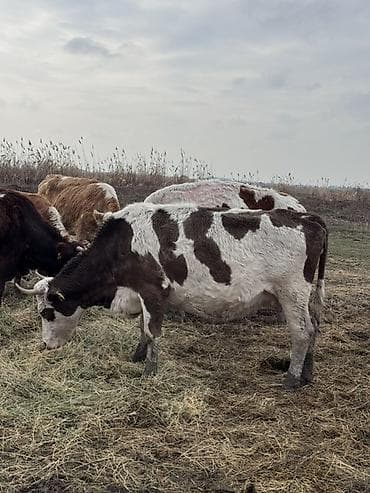 продаю дойных коров: Продаю | Корова (самка) | Симментальская | Для разведения | Племенные — 4