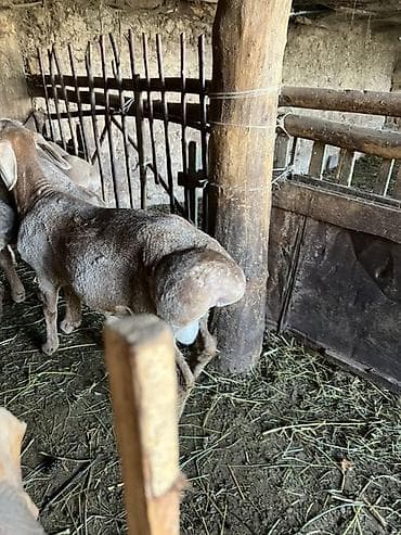 щенки ротвейлера бишкек: Продаю | Овца (самка) | Для разведения — 3