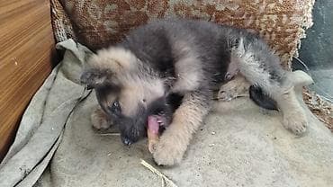 немецкий овчарки: ЩЕНКИ немецкой овчарки остался 1 мальчик скоро два месяца родился — 3