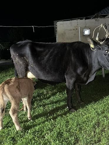 кормы для рыбы: Продаю | Корова (самка) | Для молока | Привязанные — 7