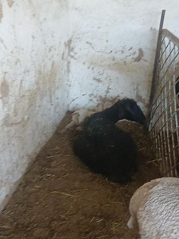 порода бенгал цена: Продаю | Овца (самка) | Для разведения | Матка — 3