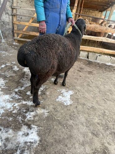 бордер колли собака: Продаю | Ягненок | Для разведения — 7