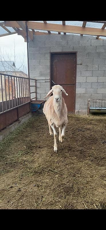 Аквариумдар: Сатам | Ургаачы кой (ургаачы) | Көбөйтүү үчүн | Асыл тукумдуу — 2