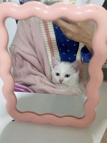 черные котята купить: Кошка даром: Беспородная, 1 месяц, Девочка, Приучена к лотку — 1