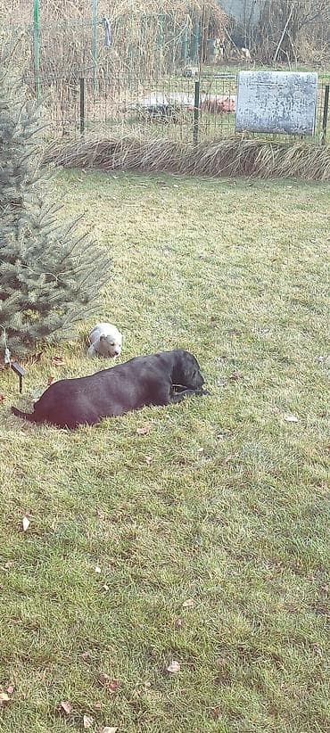 американский акита купить: Щенок Лабрадор отдам в добрые руки белый окрасщенку 2 месяца — 3