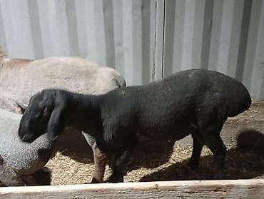 продам курей: Продаю | Баран (самец) | Для разведения — 2