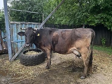 Продаю | Корова (самка) | Швицкая | Для молока — 4