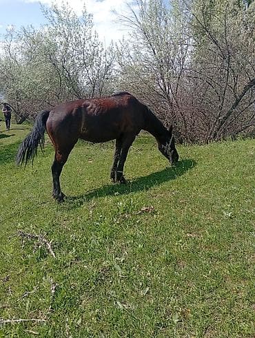 пони животное: Продаю | Кобыла (самка) | Рабочий — 5