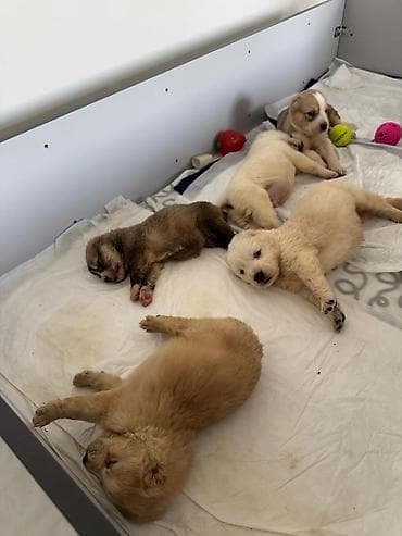 Вязка собак: Алабай, 1 месяц, Самка — 4