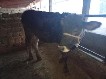 корово: Продаю | Корова (самка) | Для разведения | Нетель — 2