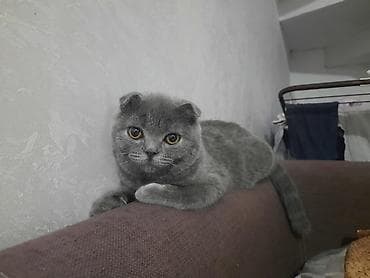 жан жаныбарлар: Шотландские вислоухие котята (Scottish Fold), окрас голубой — 1