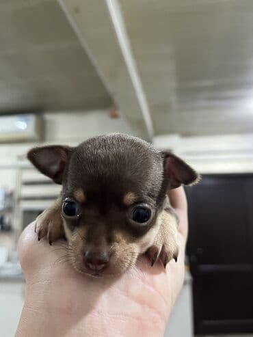 борзая собака цена: Щенок мини той-терьера, самка — 3