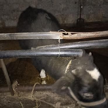 утята суточные: Продаю | Тёлка — 6