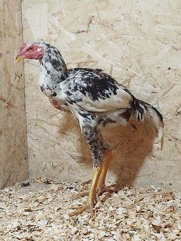 где можно купить молодых кур несушек: Продаю | Куры — 1